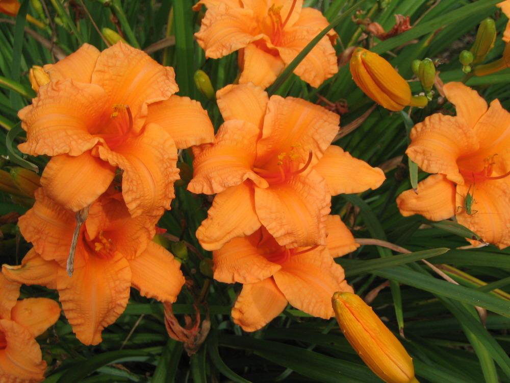 Hemerocallis 'Bertie Ferris'